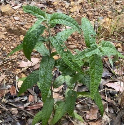 Olearia lirata (Snowy Daisybush) at Jerrabomberra, NSW - 3 Jan 2022 by Steve_Bok