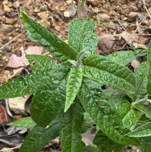 Olearia lirata at Jerrabomberra, NSW - 3 Jan 2022