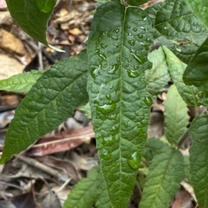 Olearia lirata at Jerrabomberra, NSW - 3 Jan 2022