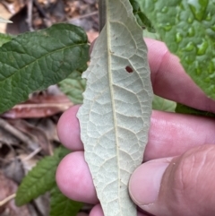 Olearia lirata at Jerrabomberra, NSW - 3 Jan 2022