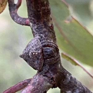 Dolophones sp. (genus) at Jerrabomberra, NSW - 3 Jan 2022