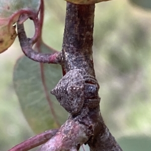 Dolophones sp. (genus) at Jerrabomberra, NSW - 3 Jan 2022