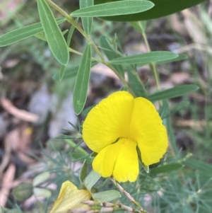 Gompholobium huegelii at Jerrabomberra, NSW - 3 Jan 2022 06:43 PM