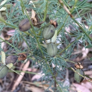 Gompholobium huegelii at Jerrabomberra, NSW - 3 Jan 2022 06:43 PM