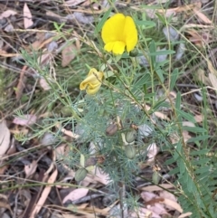 Gompholobium huegelii at Jerrabomberra, NSW - 3 Jan 2022 06:43 PM