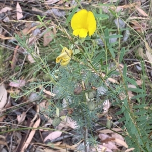 Gompholobium huegelii at Jerrabomberra, NSW - 3 Jan 2022 06:43 PM