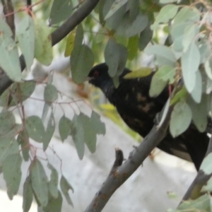 Eudynamys orientalis at Jerrabomberra, NSW - 3 Jan 2022