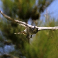 Coracina novaehollandiae (Black-faced Cuckooshrike) at Gordon Pond - 3 Jan 2022 by RodDeb