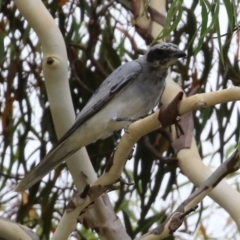 Coracina novaehollandiae at Gordon, ACT - 3 Jan 2022