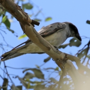 Coracina novaehollandiae at Gordon, ACT - 3 Jan 2022