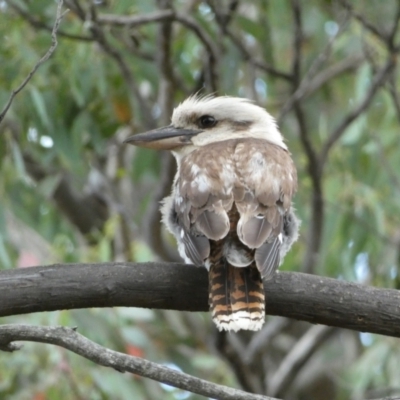 Dacelo novaeguineae (Laughing Kookaburra) at Mount Jerrabomberra - 3 Jan 2022 by SteveBorkowskis