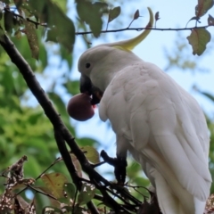 Cacatua galerita (Sulphur-crested Cockatoo) at Gordon, ACT - 3 Jan 2022 by RodDeb