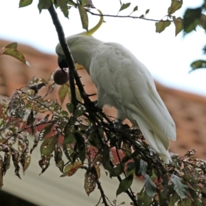 Cacatua galerita at Gordon, ACT - 3 Jan 2022