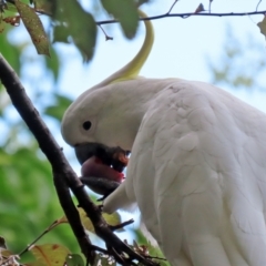 Cacatua galerita at Gordon, ACT - 3 Jan 2022 02:52 PM