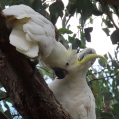 Cacatua galerita at Gordon, ACT - 3 Jan 2022 02:52 PM