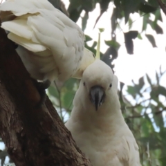 Cacatua galerita at Gordon, ACT - 3 Jan 2022 02:52 PM