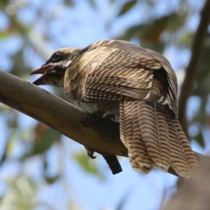 Eudynamys orientalis at Gordon, ACT - 3 Jan 2022