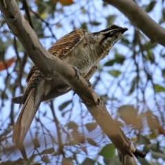 Eudynamys orientalis at Gordon, ACT - 3 Jan 2022