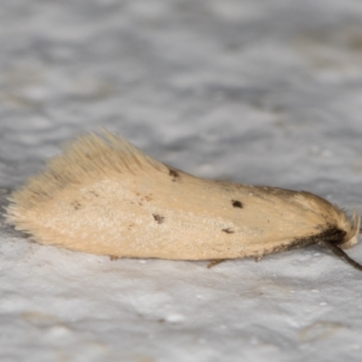 Oecophoridae provisional species 11 at Melba, ACT - 31 Oct 2021 by kasiaaus