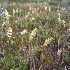 Richea continentis (Candle Heath) at Kosciuszko, NSW - 29 Dec 2021 by MatthewFrawley