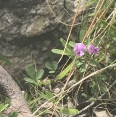 Glycine clandestina (Twining Glycine) at Rendezvous Creek, ACT - 22 Dec 2021 by Tapirlord