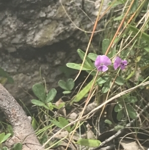 Glycine clandestina at Namadgi National Park - 22 Dec 2021 02:24 PM