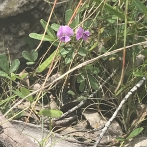 Glycine clandestina at Namadgi National Park - 22 Dec 2021 02:24 PM