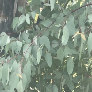 Eucalyptus dalrympleana subsp. dalrympleana at Rendezvous Creek, ACT - 22 Dec 2021 02:24 PM