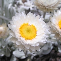 Leucochrysum alpinum at Kosciuszko, NSW - 29 Dec 2021