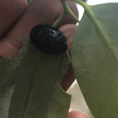 Paropsisterna morio (Morio leaf beetle) at Rendezvous Creek, ACT - 22 Dec 2021 by Tapirlord