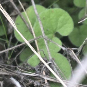 Dichondra repens at Rendezvous Creek, ACT - 22 Dec 2021