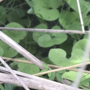 Dichondra repens at Rendezvous Creek, ACT - 22 Dec 2021