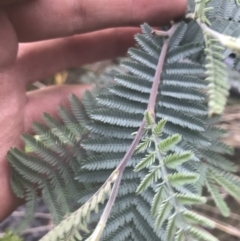 Acacia dealbata subsp. subalpina (Monaro Silver-wattle) at Rendezvous Creek, ACT - 22 Dec 2021 by Tapirlord