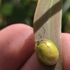 Paropsisterna hectica (A leaf beetle) at Rendezvous Creek, ACT - 22 Dec 2021 by Tapirlord