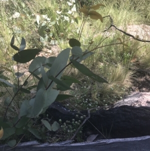 Eucalyptus dives at Rendezvous Creek, ACT - 22 Dec 2021