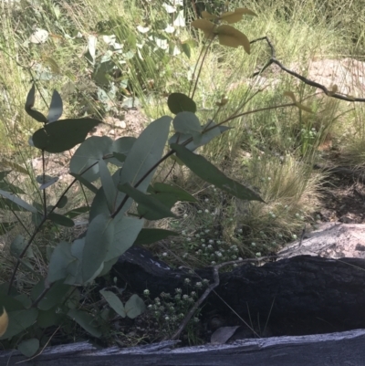 Eucalyptus dives (Broad-leaved Peppermint) at Rendezvous Creek, ACT - 22 Dec 2021 by Tapirlord