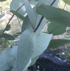 Eucalyptus dives at Rendezvous Creek, ACT - 22 Dec 2021