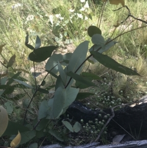 Eucalyptus dives at Rendezvous Creek, ACT - 22 Dec 2021