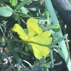 Hibbertia obtusifolia (Grey Guinea-flower) at Rendezvous Creek, ACT - 22 Dec 2021 by Tapirlord