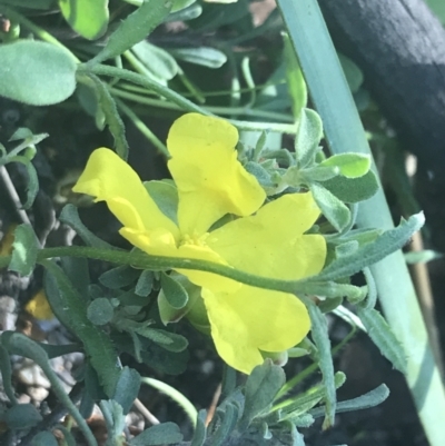 Hibbertia obtusifolia (Grey Guinea-flower) at Rendezvous Creek, ACT - 22 Dec 2021 by Tapirlord