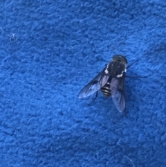 Tabanidae (family) (Unidentified march or horse fly) at Rendezvous Creek, ACT - 22 Dec 2021 by Tapirlord