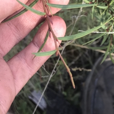 Acacia siculiformis (Dagger Wattle) at Rendezvous Creek, ACT - 22 Dec 2021 by Tapirlord