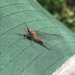 Ephemeroptera (order) at Rendezvous Creek, ACT - 22 Dec 2021