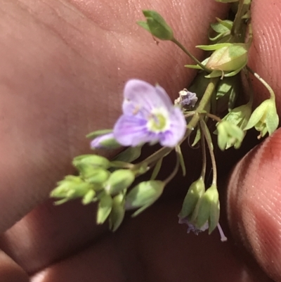 Veronica anagallis-aquatica (Blue Water Speedwell) at Namadgi National Park - 22 Dec 2021 by Tapirlord