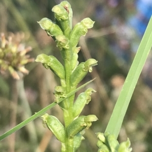 Microtis unifolia at Rendezvous Creek, ACT - suppressed