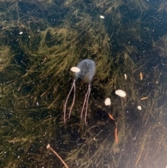 Carybdea rastoni (Box Jellyfish) at Mossy Point, NSW - 2 Jan 2022 by PeterA