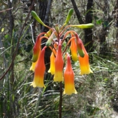 Blandfordia nobilis (Christmas Bells) at Worrowing Heights, NSW - 3 Jan 2022 by RobG1