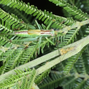 Conocephalomima barameda at Ainslie, ACT - 25 Dec 2021