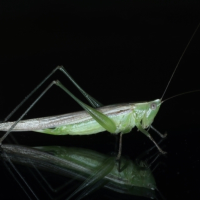 Conocephalus upoluensis (Meadow Katydid) at Ainslie, ACT - 24 Dec 2021 by jbromilow50