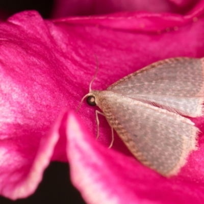 Poecilasthena pulchraria (Australian Cranberry Moth) at Melba, ACT - 31 Oct 2021 by kasiaaus